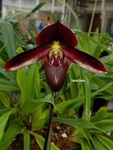 Paphiopedilum Shin-Yi Madura