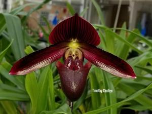 Paphiopedilum Shin-Yi Madura