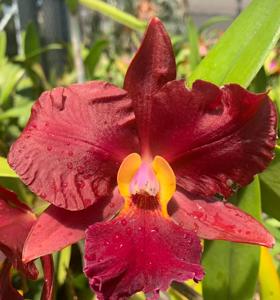 Rhyncholaeliocattleya Egyptian Queen