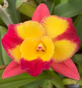 Rhyncholaeliocattleya Fantasy Circle