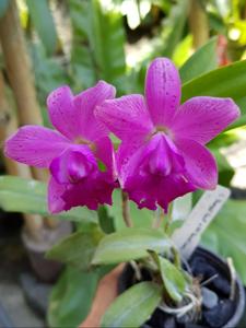 Cattlianthe Thospol Spot-Secret Love