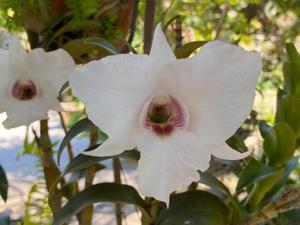 Dendrobium Silver Bells