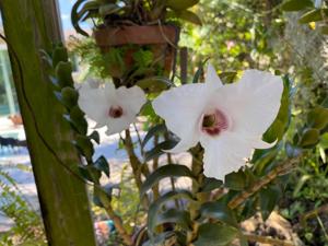 Dendrobium Silver Bells