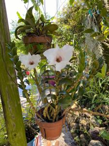 Dendrobium Silver Bells