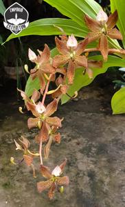 Cycnoches Pistachio Moon