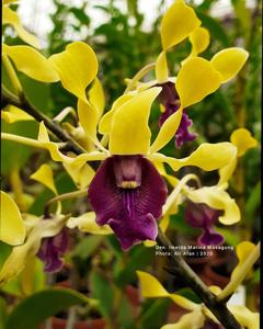 Dendrobium Imelda Marina Masagung