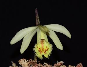 Pleione confusa