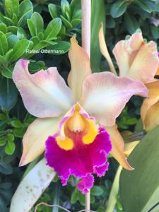 Rhyncholaeliocattleya Nobile's Tropicana