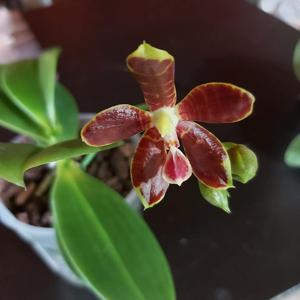 Phalaenopsis amboinensis-kunstleri