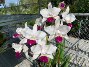 Cattleya Purple Cascade