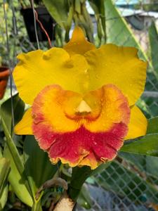 Rhyncholaeliocattleya Chomthong Delight