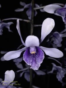 Dendrobium Drg Hedy