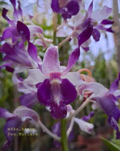 Dendrobium Mutiara