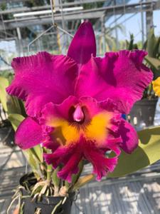 Rhyncholaeliocattleya King of Taiwan