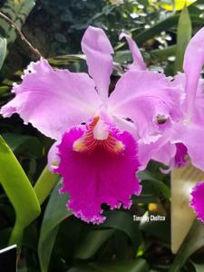 Rhyncholaeliocattleya Katie Schuller