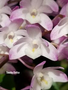 Dendrobium Bardo Rose