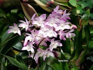 Dendrobium Bardo Rose