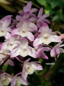 Dendrobium Bardo Rose