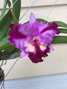 Rhyncholaeliocattleya Crystal Wall