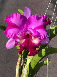 Rhyncholaeliocattleya Crystal Wall