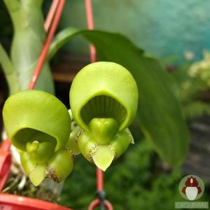 Catasetum freitasii