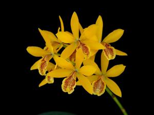 Guaricyclia Kyoguchi