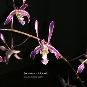 Dendrobium Jolotundo