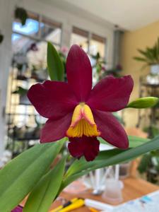 Laeliocattleya Hsin Buu Lady-sincorana