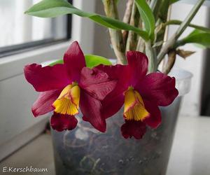 Laeliocattleya Hsin Buu Lady-sincorana