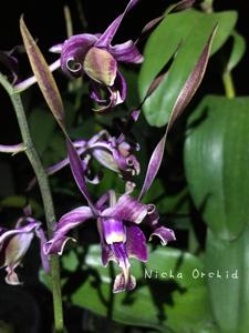 Dendrobium Nicha Purple Haze