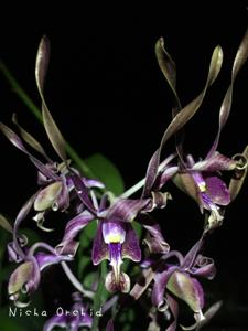 Dendrobium Nicha Purple Haze