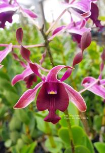 Dendrobium King Cobra