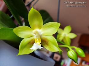 Phalaenopsis Yin's Green Jewel