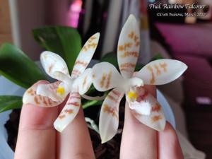 Phalaenopsis Rainbow Falconer