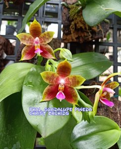 Phalaenopsis Guadalupe Pineda