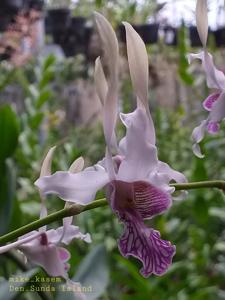 Dendrobium Sunda Islands