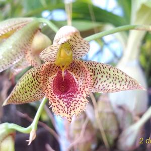 Catasetum Alice Maud