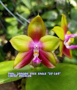 Phalaenopsis Dragon Tree Eagle