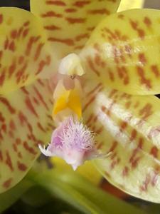 Phalaenopsis hieroglyphica-Tzu Chiang Tetralitz