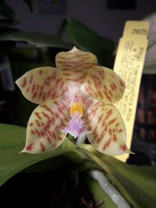 Phalaenopsis hieroglyphica-Tzu Chiang Tetralitz