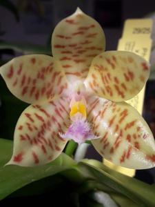 Phalaenopsis hieroglyphica-Tzu Chiang Tetralitz