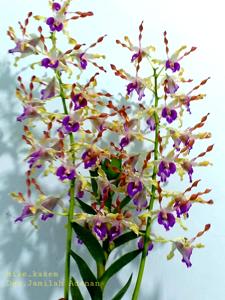 Dendrobium Jamilah Adenan