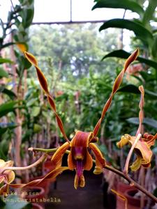 Dendrobium Christabella