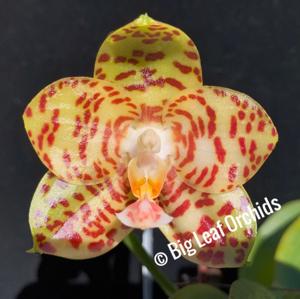 Phalaenopsis Zheng Min Unakite