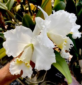 Cattleya Bob Betts