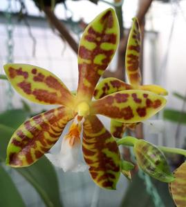 Phalaenopsis Mambo