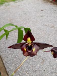 Catasetum Aparecida Mangerona