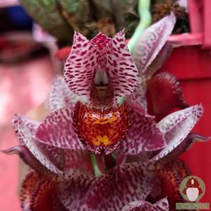 Catasetum aikoae