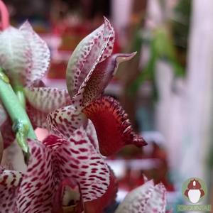 Catasetum aikoae