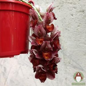 Catasetum aikoae
